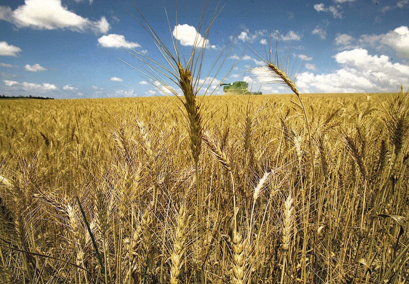 AFP - MIDEAST-ISRAEL-PALESTINIAN-FOOD-WHEAT - WAR - Israeli farmers harvest their wheat crop on April 30, 2008 in the fields near Kibbutz Be¿eri, on the border with Gaza Strip in southern Israel under heavy army protection (unseen). Israeli farmers are expanding the area of wheat cultivation, right up to the border fence with the Hamas-controlled territory. UN Secretary General Ban Ki-moon on 29 April ordered a top level task force to take on the global crisis caused by rising food prices and urged key producer nations to end export bans. Rising populations, strong demand from developing countries, increased cultivation of crops for biofuels and increasing floods and droughts have sent food prices soaring across the globe. AFP PHOTO/MENAHEM KAHANA MIDEAST-ISRAEL-PALESTINIAN-FOOD-WHEAT - Kibbutz Beeri - - - ISRAEL - mk/mcp. PLANTACION DE TRIGO EN ISRAEL, ESPIGA DE TRIGO , CEREALES