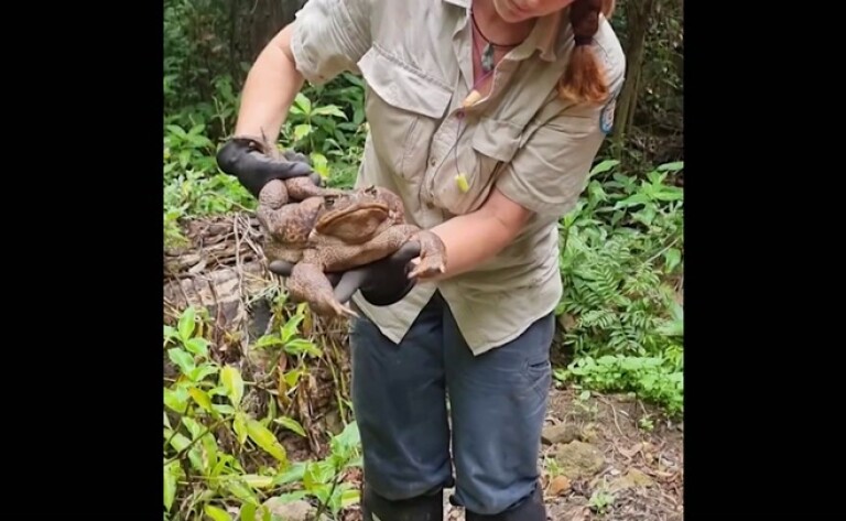 Hallan en Australia un "monstruoso" sapo de caña de 2,7 kilos