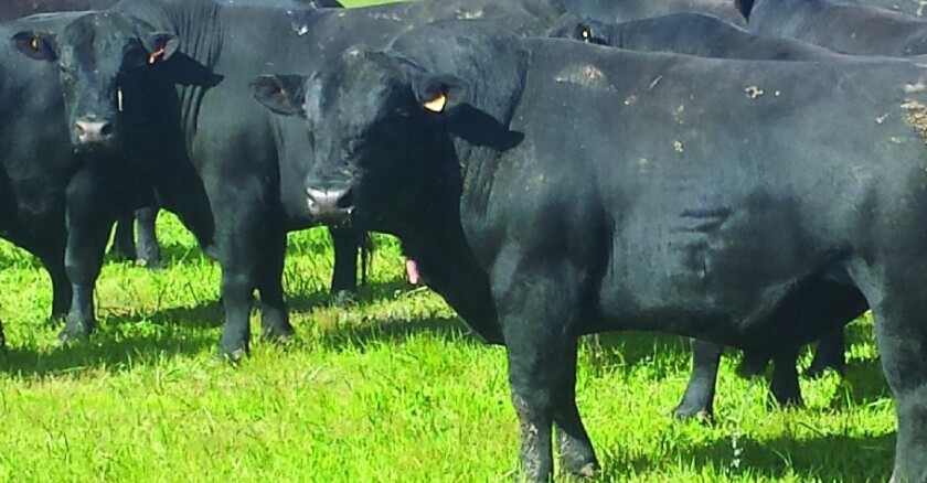 Aberdeen Angus