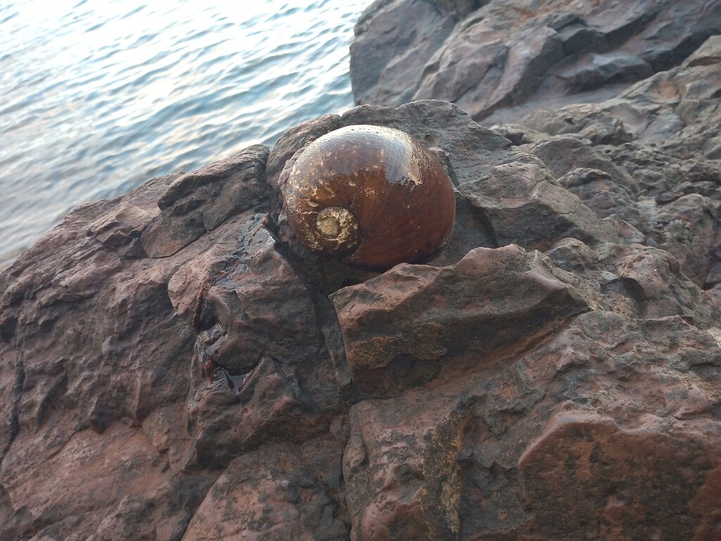 caracol gigante de río