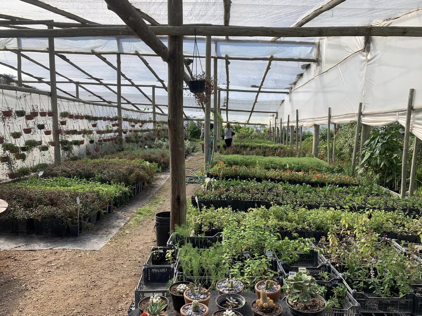 Vivero El señor de los árboles.jpg