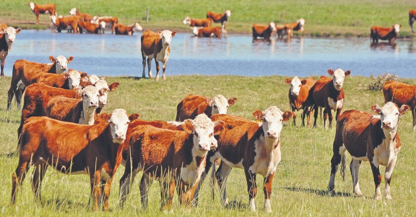 Ganado, terneros, ganadería, cría