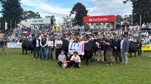 Gran Campeón Aberdeen Angus 2025 de El Yunque.