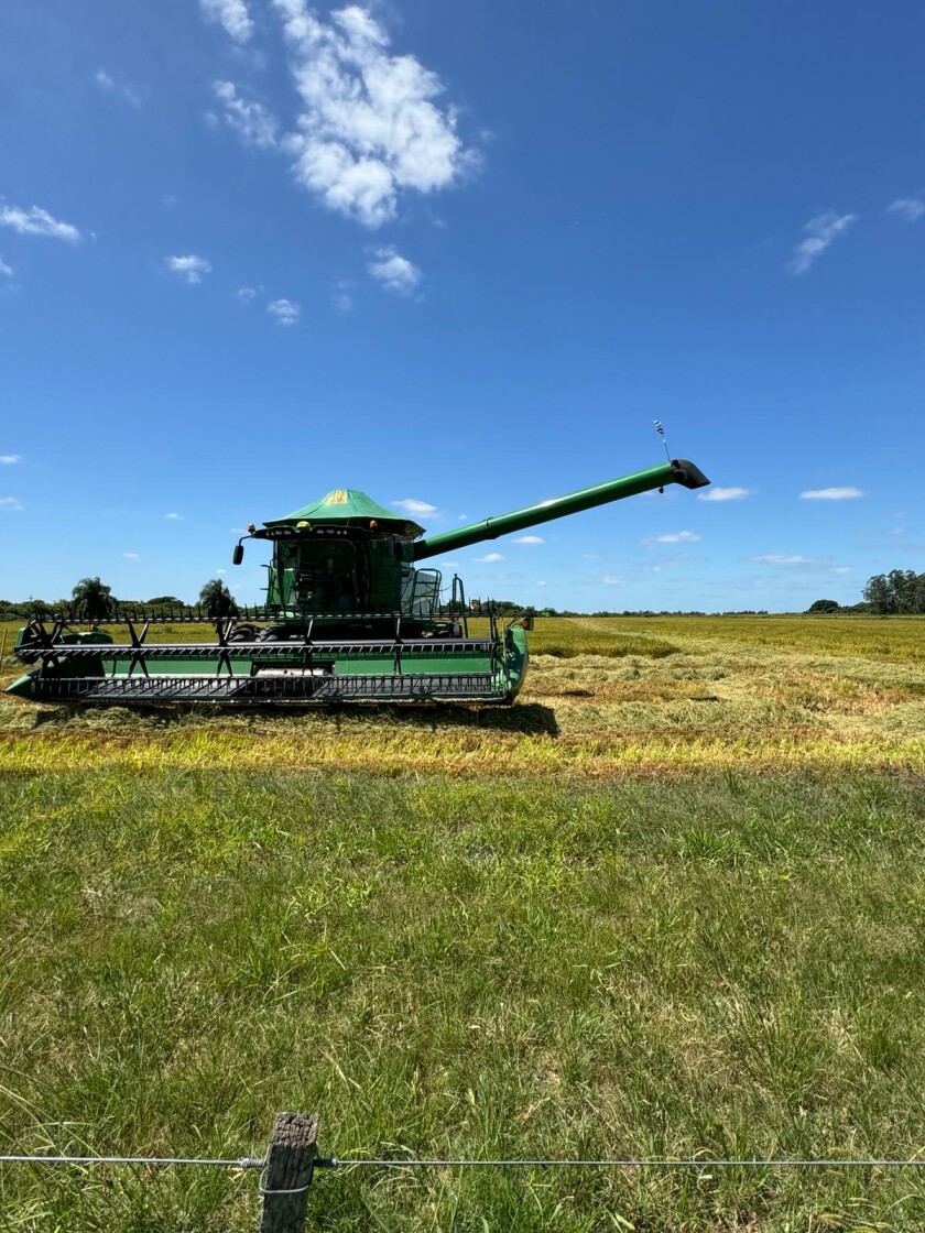 Inicio de cosecha de arroz 2024 en lo de Karol Pinczak
