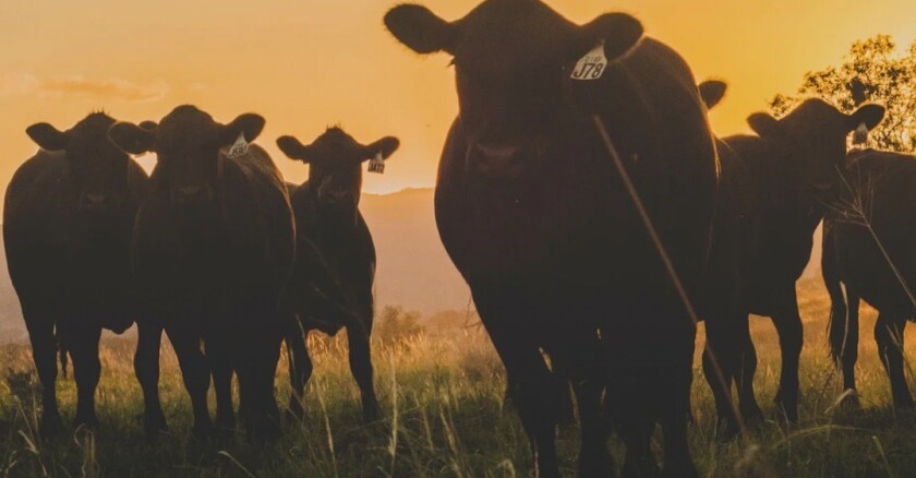 Remate Pantalla Uruguay