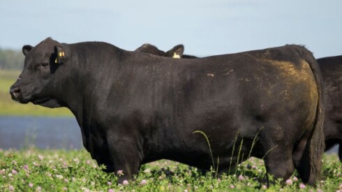 Este jueves se realizará el vigésimo remate anual Angus de Primavera, de Angus del Modelo y Angus La Rubeta.