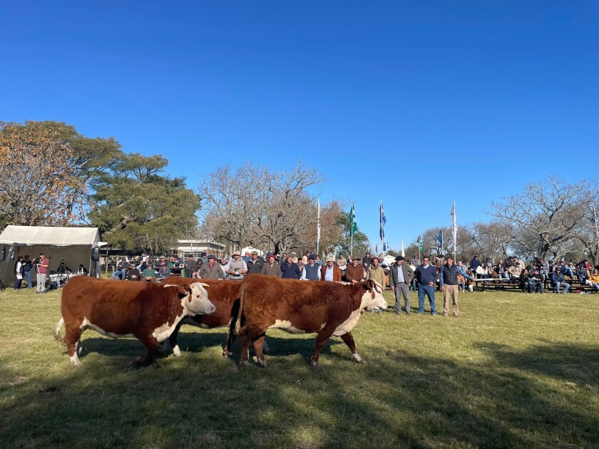 El Lote Campeón Pedigree (categoría dos años Hereford) fue expuesto por Federico Rubio, de cabaña Loma Azul..jpg