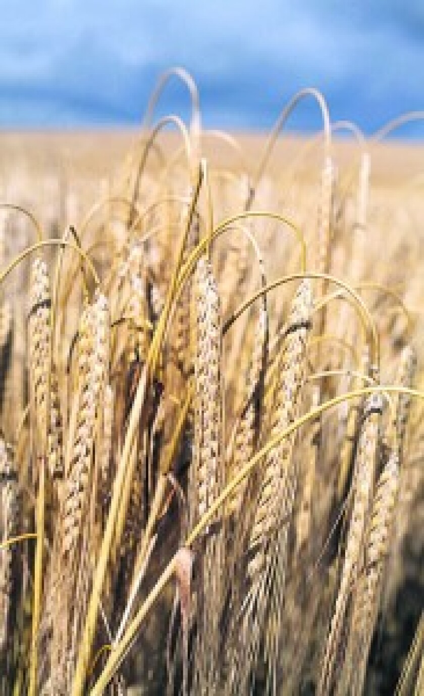CULTIVO DE TRIGO