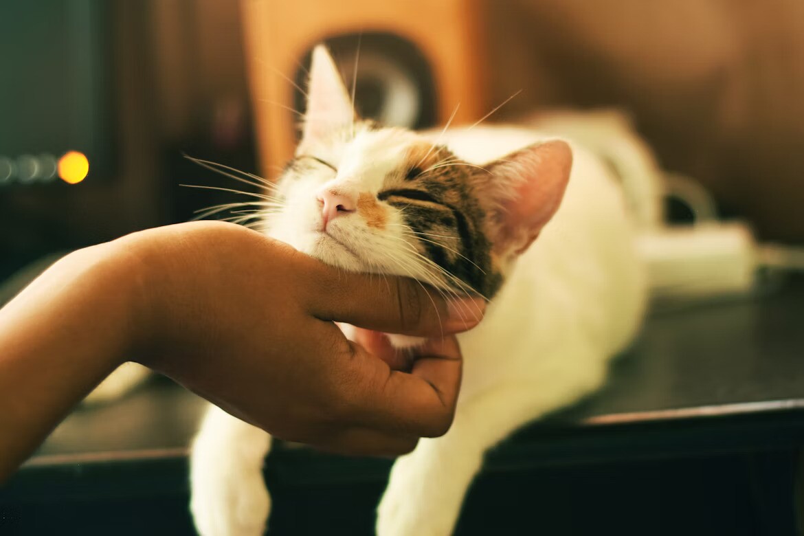 Gato.jpg