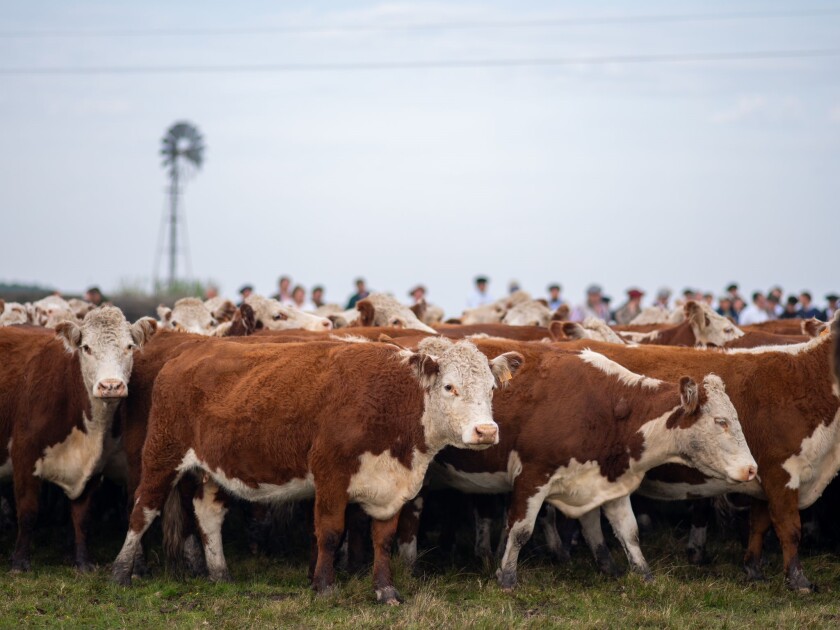 Hereford Marcos Francia.jpg