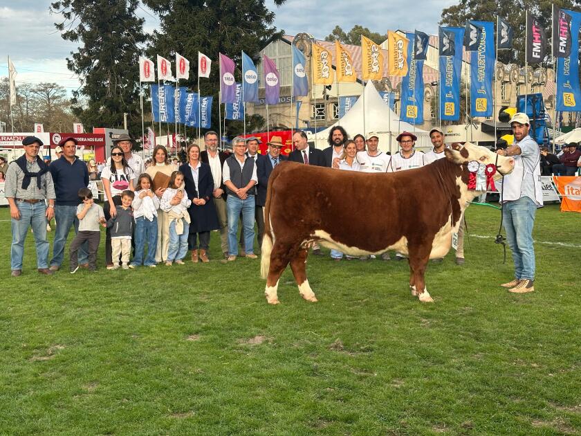 Gran Campeona Polled Hereford 2025.