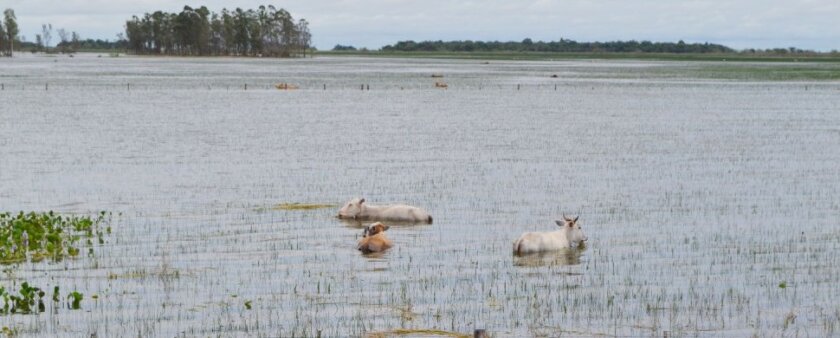imagen-de-campos-de-pastoreos-inundados-con-vacas-nadando-al-costado-de-la-ruta-iii-captada-por-desire-cabrera-en-la-zona-de-arroyos_970_390_1318384