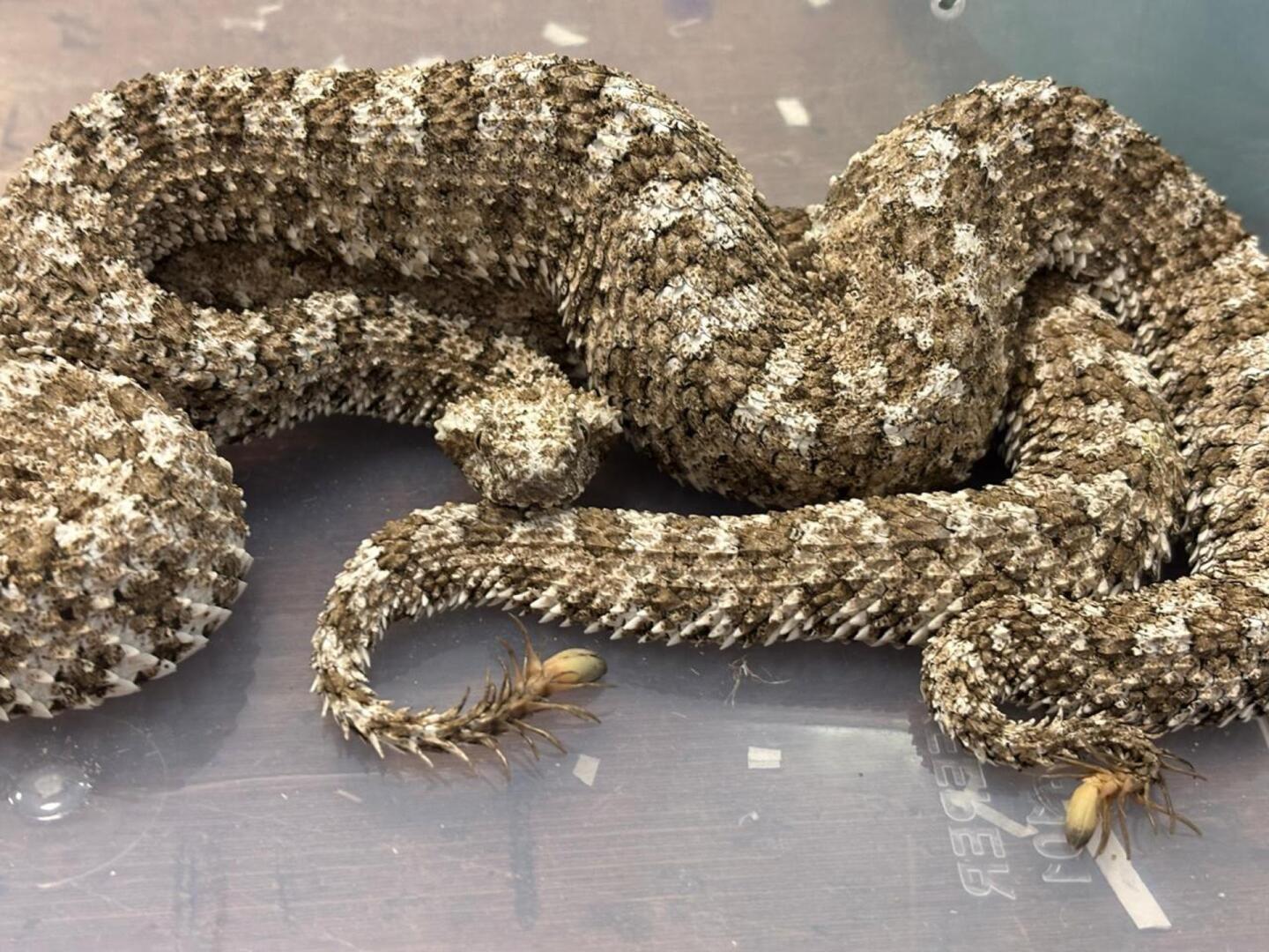 Serpiente incautada en Bombay.