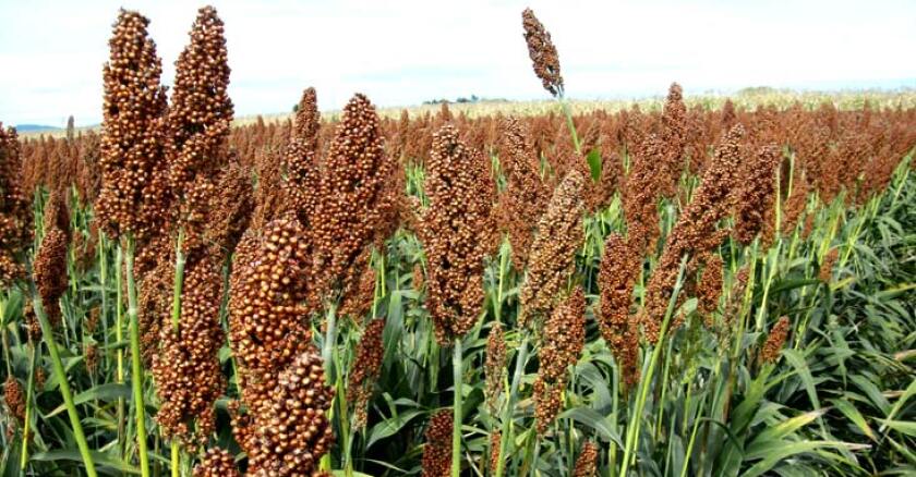 Sorgo