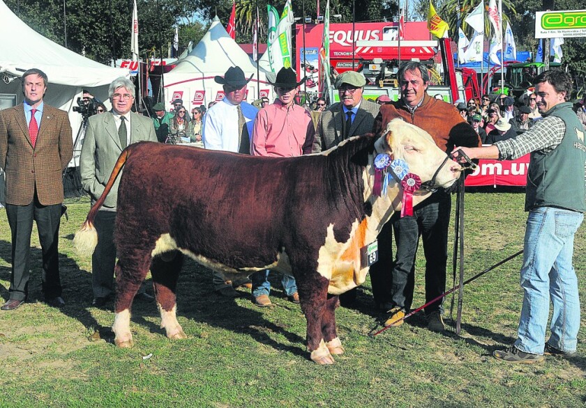 Gca Polled