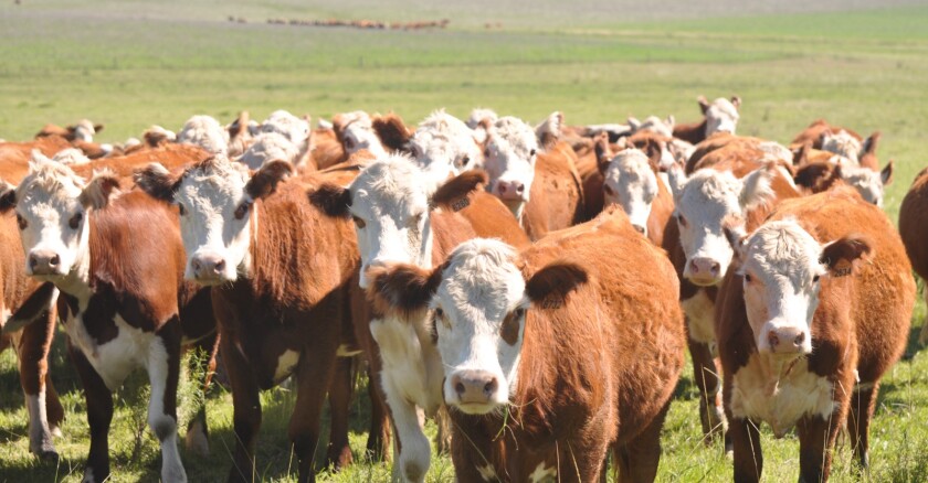 vacas, ganadería, ganado