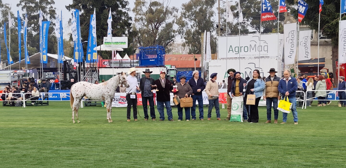 Debutó y ganó en la pista del Appaloosa de la Expo Prado