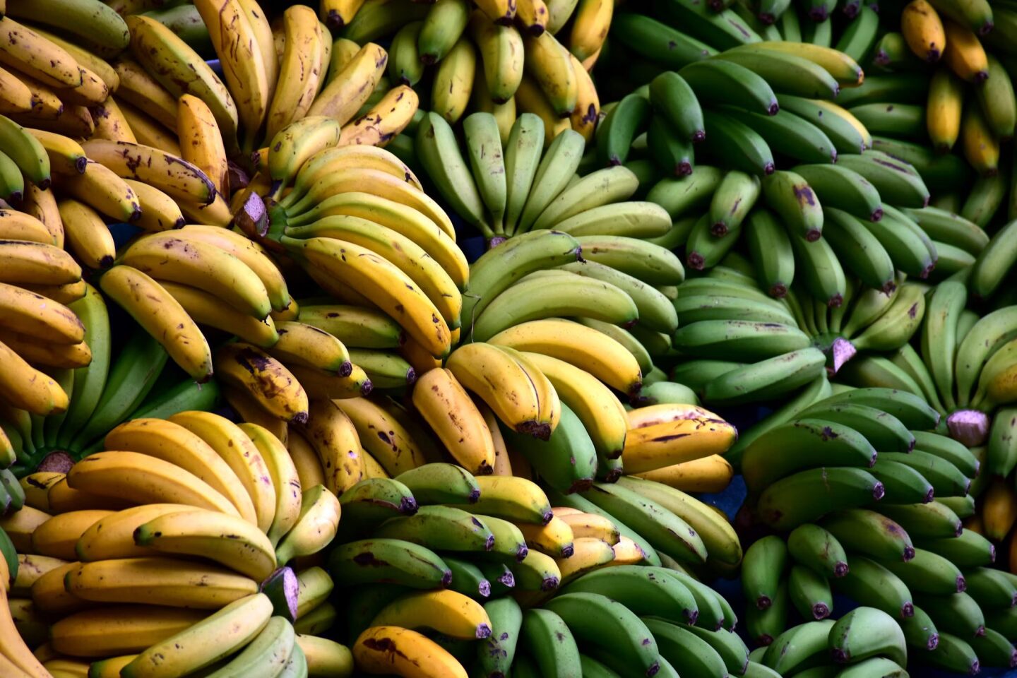 Bananas.jpg