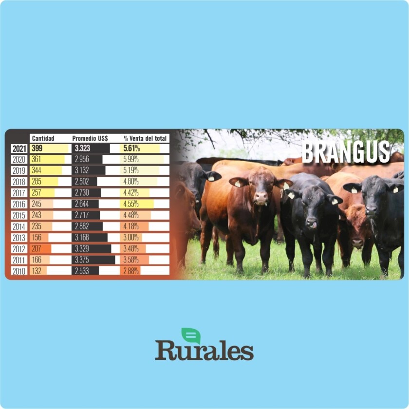 Brangus.jpg