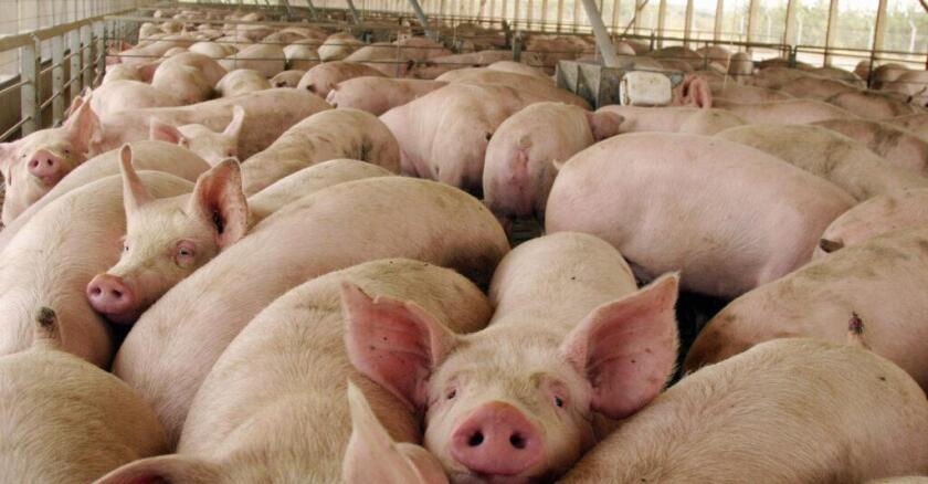 Brasil es uno de los mayores exportadores de carne suina.