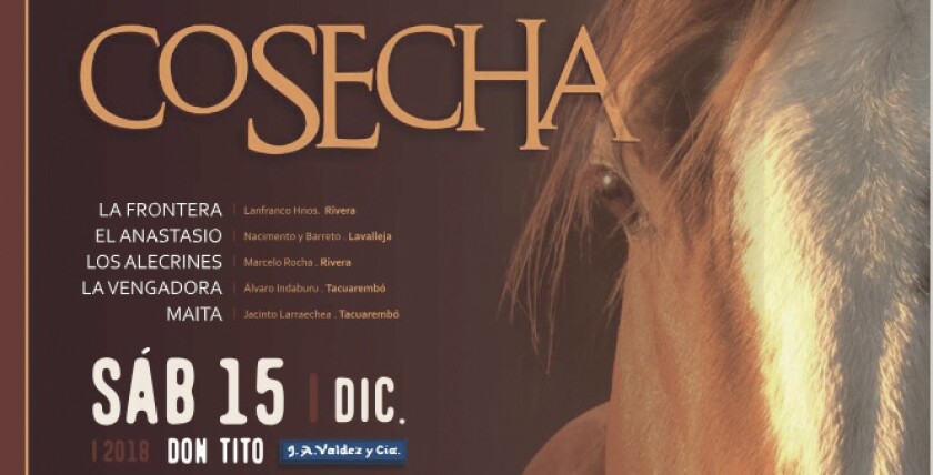 imagen-previa-cosecha.jpg
