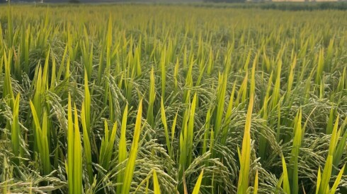 Arroz.