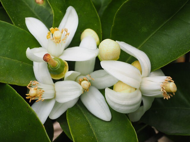 Flor de azahar. Foto: Pixabay