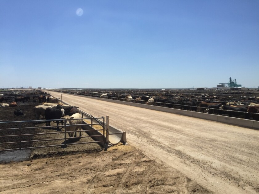 XIT Feeders - JBS Amarillo Texas (19)