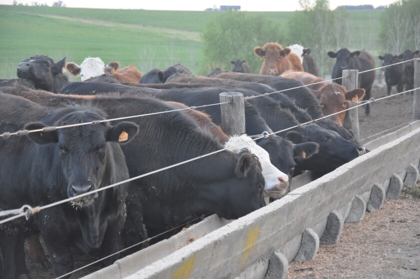 Corral de engorde, feedlot