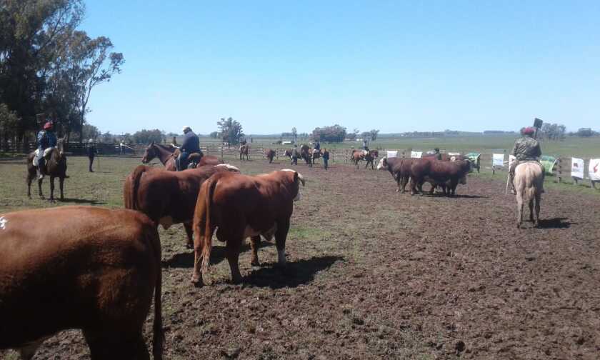 imagen-hereford-en-lascano.jpg