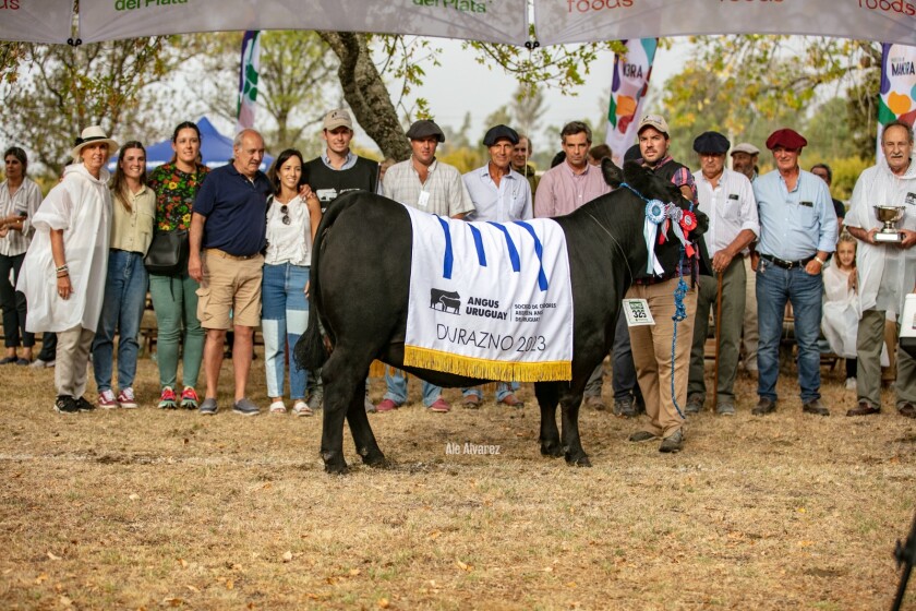 Gran Campeona Angus.jpeg