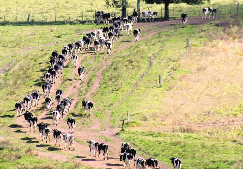 GANADO VACUNO, CAMPO,  TAMBO  Tambos. La baja de precios, la sequía y aumento de costos, ponenen jaque a los tamberos.¶