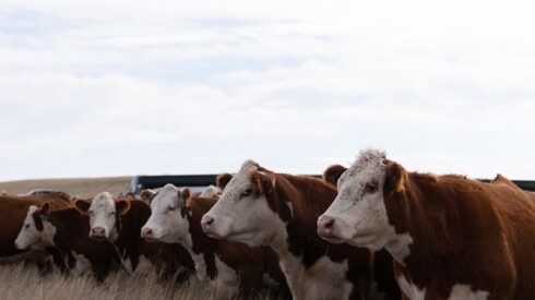 Congreso Mundial de Hereford.jpg