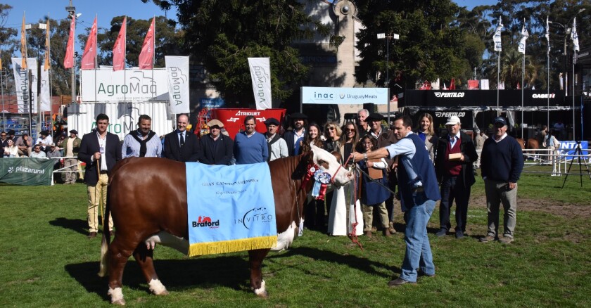 Gran Campeona Hembra Braford de Cerro Toro y Ganagrin.jpeg