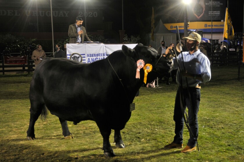 maximo-angus.jpeg