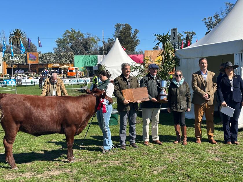 Gran Campeona Red Poll hembra 2025.