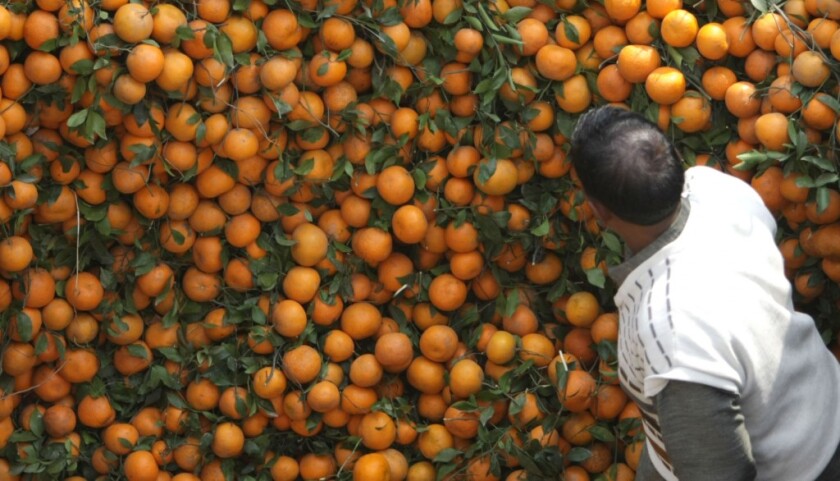 citricola.jpg