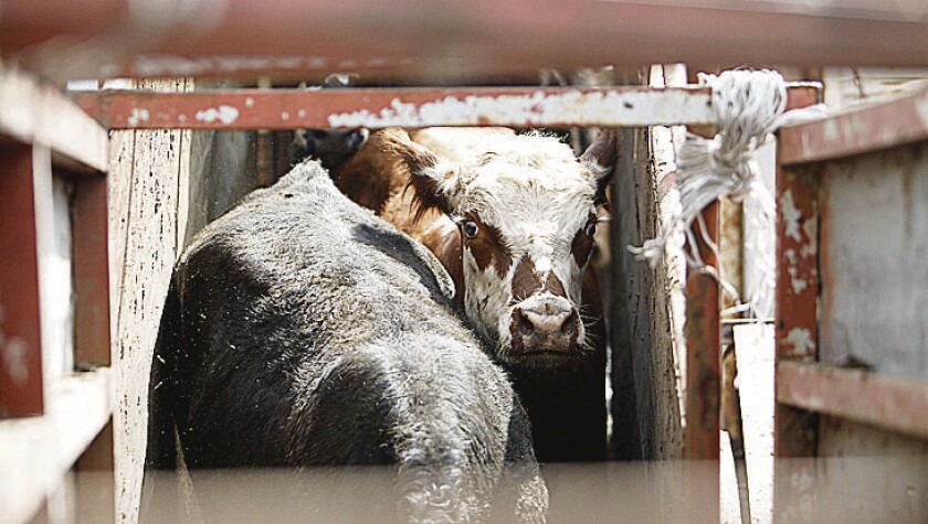 PARTE DE URUGUAY BARCO CON 19.000 NOVILLOS Y TERNEROS CON DESTINO A EGIPTO