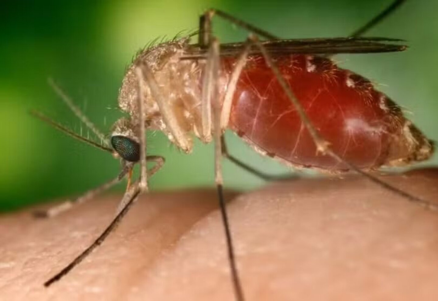 Brasil alerta por la propagación de la fiebre Oropouche, que abarca a zonas turísticas: hay más de 5.000 casos - EL PAÍS Uruguay