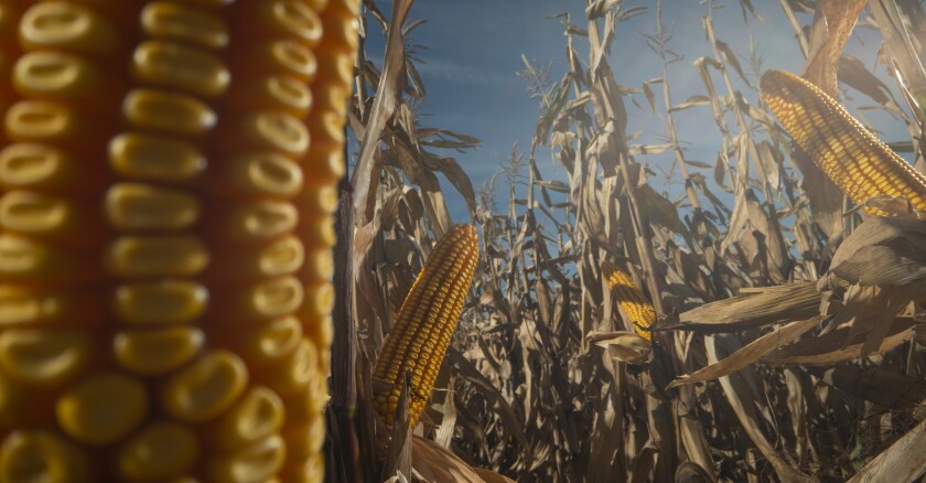 ADP-AGRONEGOCIOS DEL PLATA - STINE.jpg