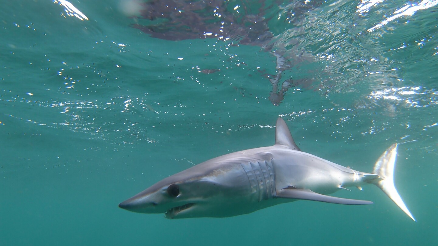 Tiburón mako. Foto: unsplash