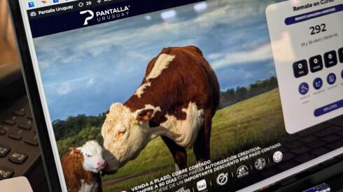 Imagen de WhatsApp 2025-04-30 a las 12.53.06_22eb8cbb.jpg