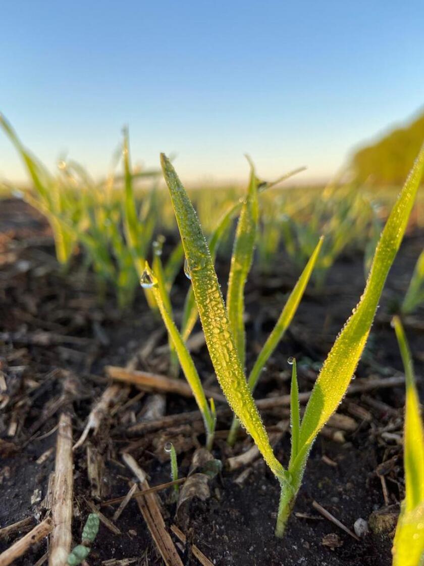 pasturas, agricultura, siembra,