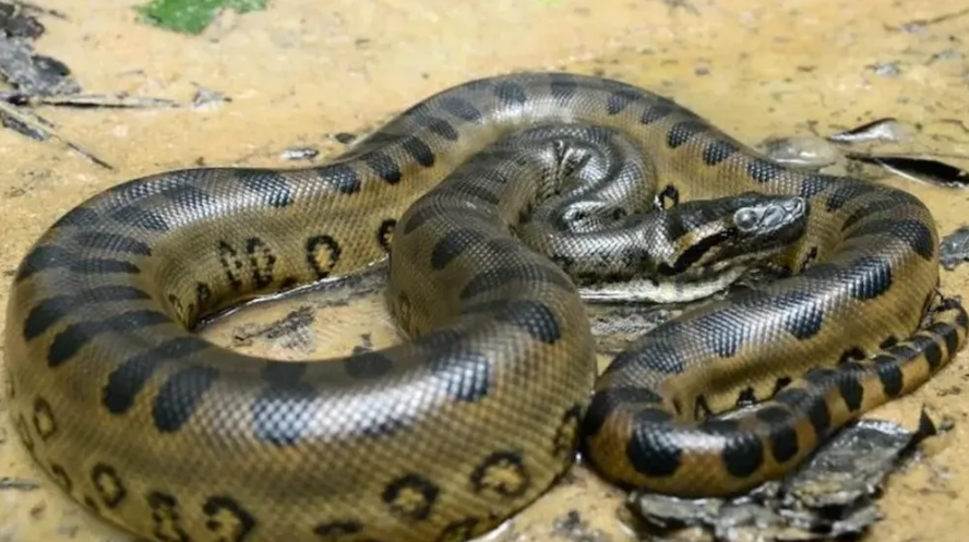 Así se ve la nueva anaconda verde.