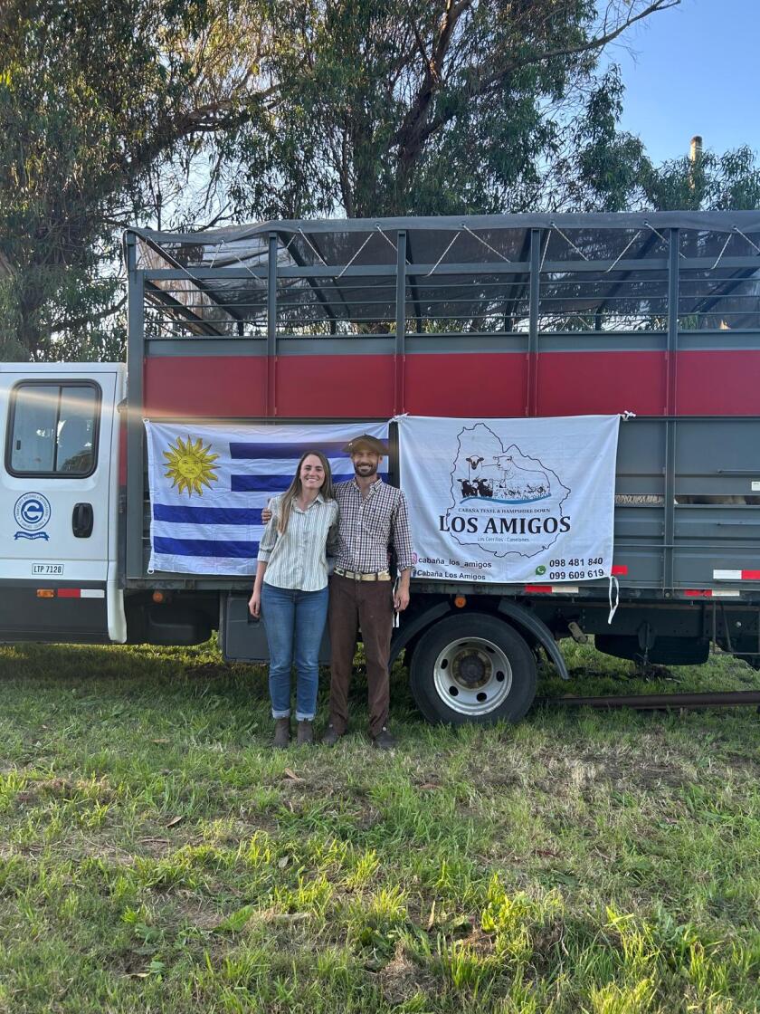 Cabaña Los Amigos exporta 29 ejemplares Texel a Argentina