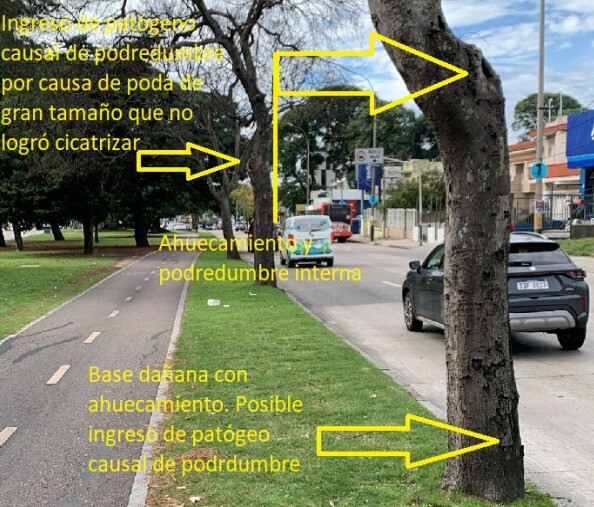 Problemas en árboles que retiró la IMM en Avenida Italia y Caldas.