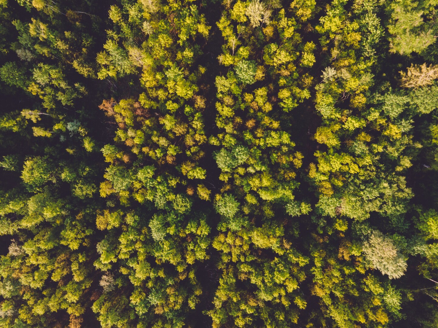 Bosque