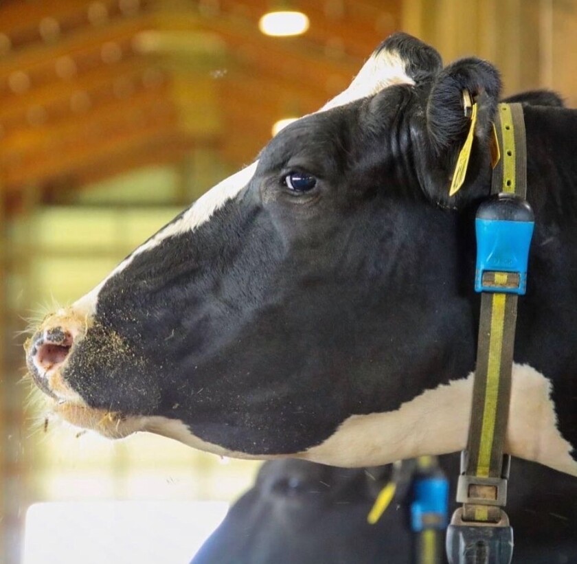 vaca holando, vaca lechera