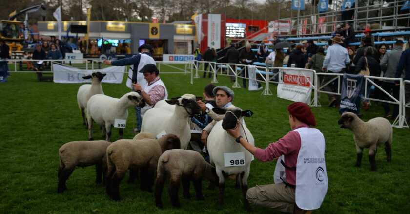 Expo Prado Lunes/Fotos Expo Prado Lunes 11  (17).jpeg