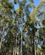 Silvopastoreo, forestación